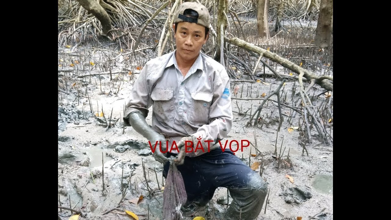 BẮT VỌP TRONG RỪNG NGẬP MẶN MŨI CÀ MAU - YouTube