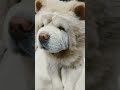 #fluffydog #music #traidingvideo