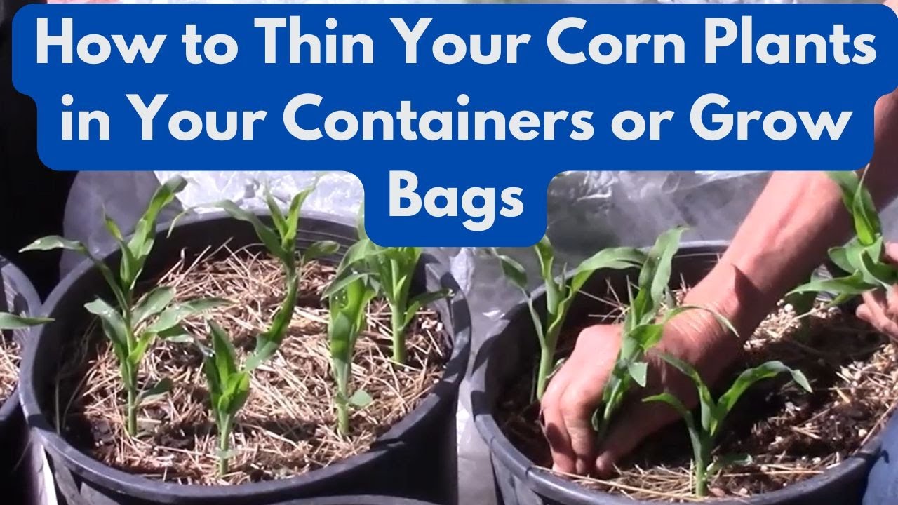 How to Thin Your Corn Plants in Your Containers or Grow Bags - YouTube