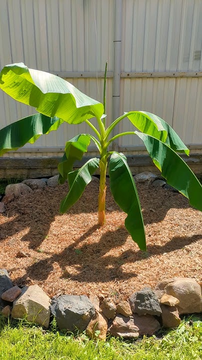 Выращивание банана в Подмосковье!Высадил в открытый грунт! - YouTube