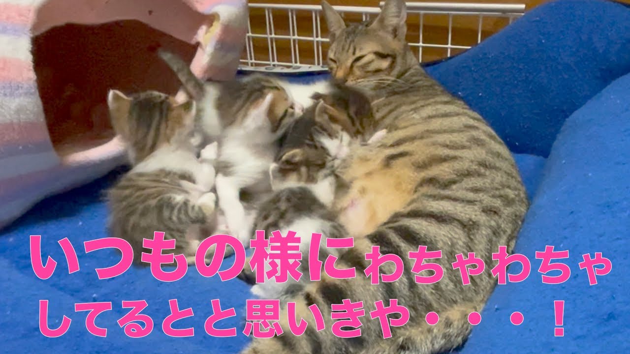 子猫】子猫達とママ猫の普段の様子です。 - YouTube
