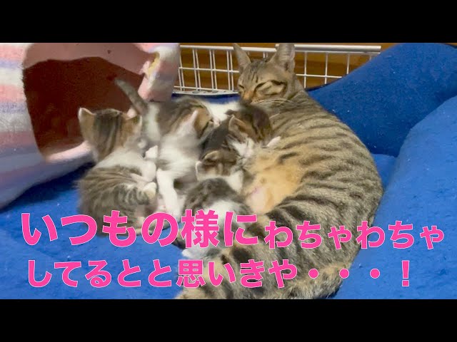 子猫】子猫達とママ猫の普段の様子です。 - YouTube