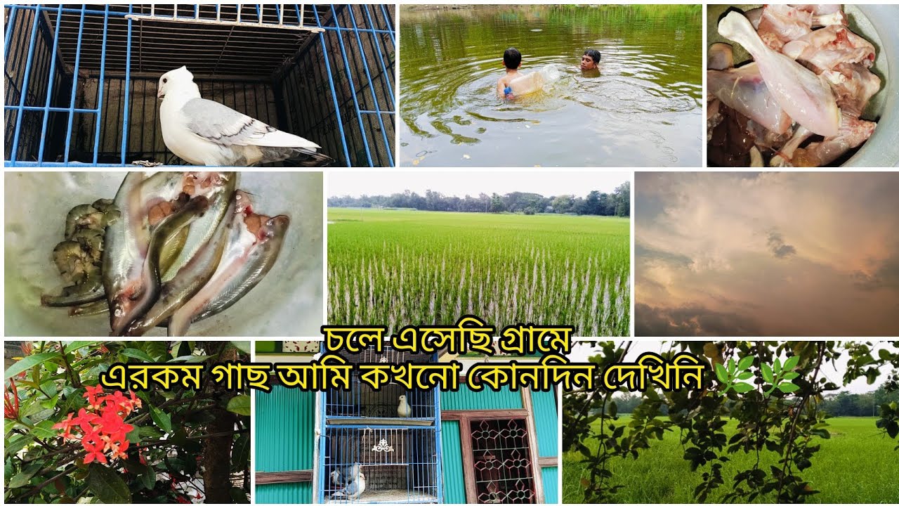 চলে এসেছি গ্রামে!! ❤️❤ এরকম গাছ আমি কখনো কোনদিন দেখিনি!! 🌿🌿