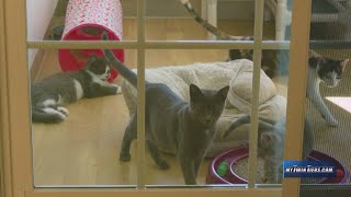 Animal shelters face overcrowding and fewer adoptions