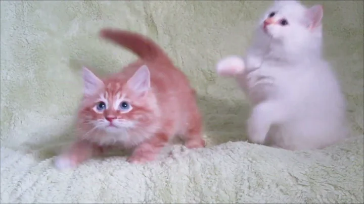 Watch the video about Alfred Siberian Glory.