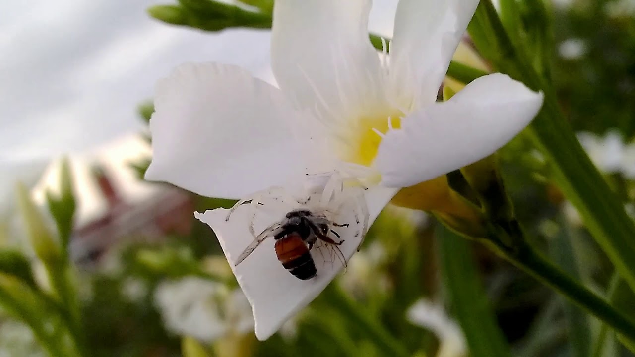 Predator (Spider) v/s Prey (Honey bee) on Nerium leaves.