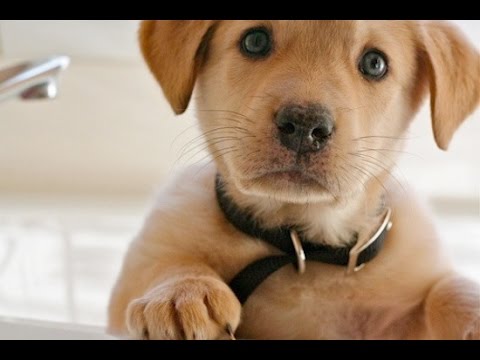 puppy paradise The Greatest Life Lesson We Can Learn From A Dog!