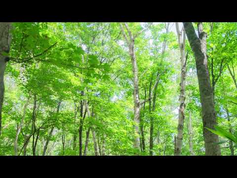 【Msyrfa】The Fairy Garden【オリジナル曲】demo
