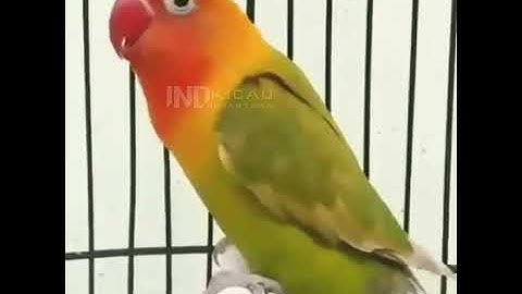 Lovebird ngetik sambung ngekek | Labet ANACONDA BF 09