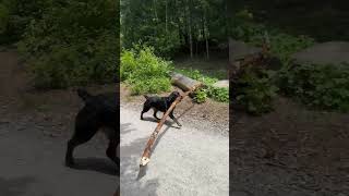 Dog Balances an Impressive Stick on the Trail