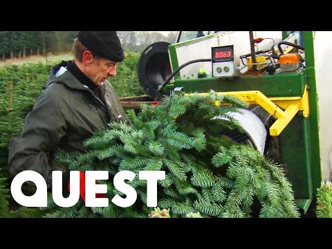 Video: Zaai en kweek een kerstboom: hoe een boom te laten groeien voor Kerstmis