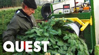 How To Grow The Perfect Xmas Tree | How Do They Do It?