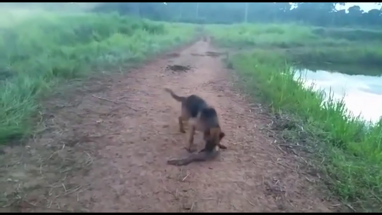 A dog bites into an electric eel and will regret it YouTube