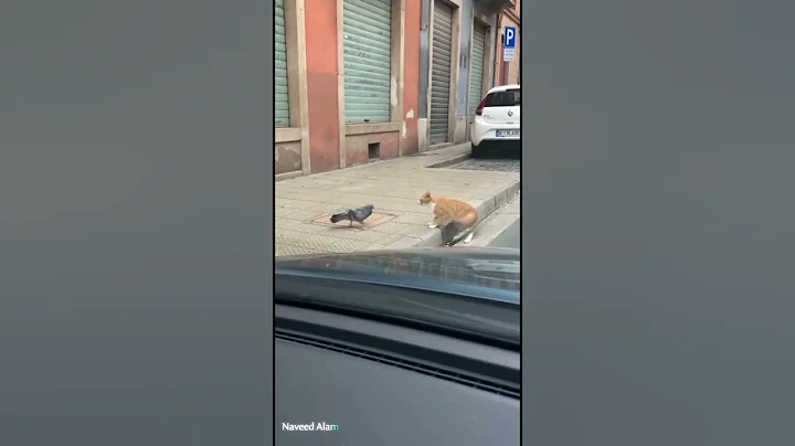 hahahgjjjhh #viralvideo #studywithmeandmycat #funny #cat