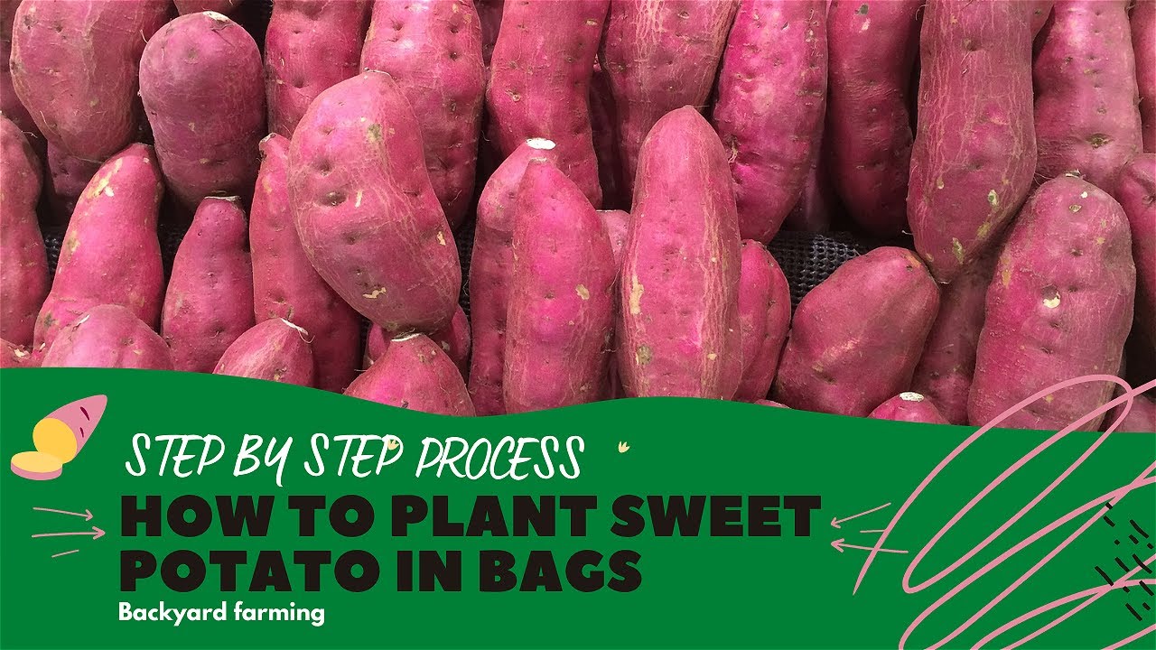 How to Grow Sweet Potatoes in Containers  HGTV