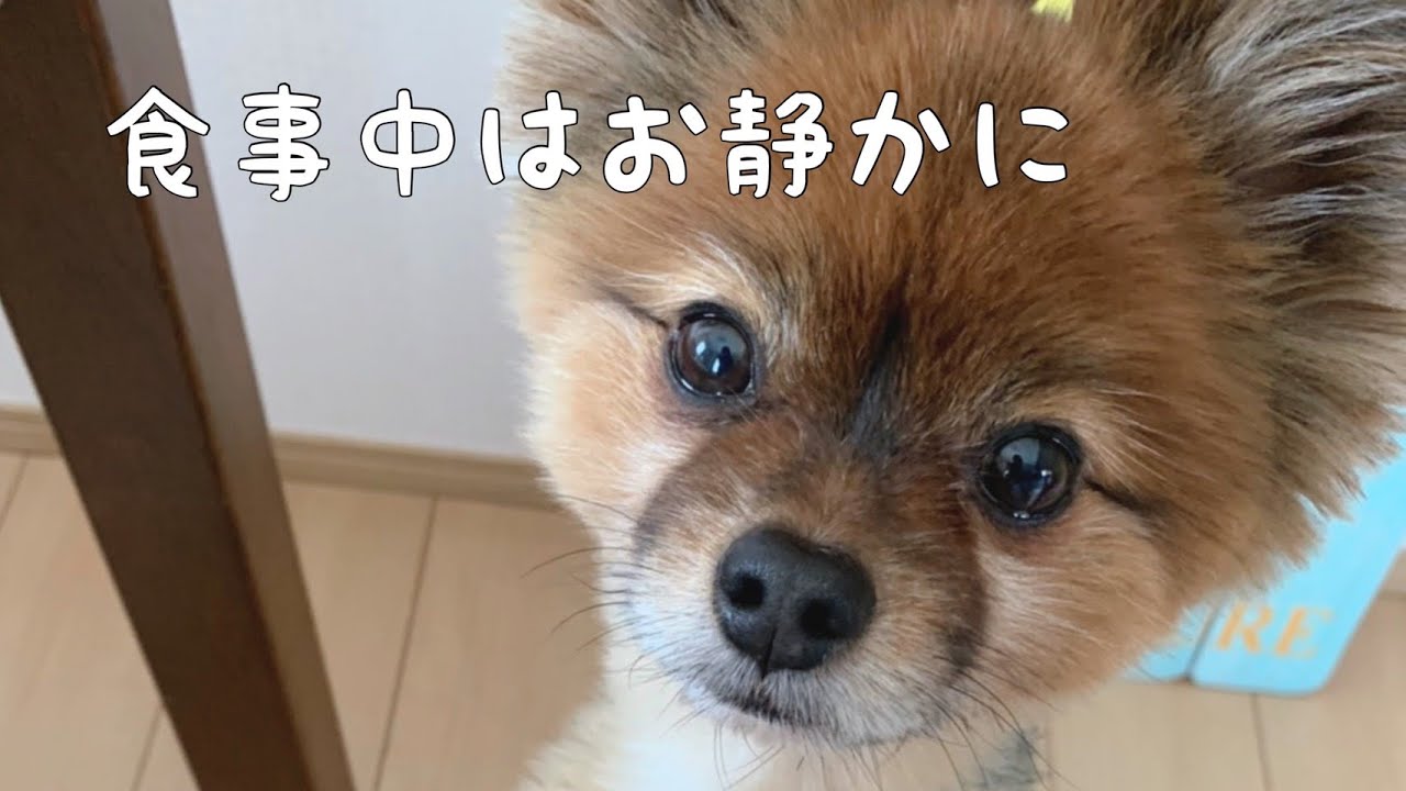 普通にムシャムシャしたい犬 A Dog That Wants To Chomp Normally Shorts 犬動画 可愛い 癒し Youtube 普通にムシャムシャしたい犬 A Dog That Wants To Chomp Normally Shorts 犬動画 可愛い 癒し Youtube