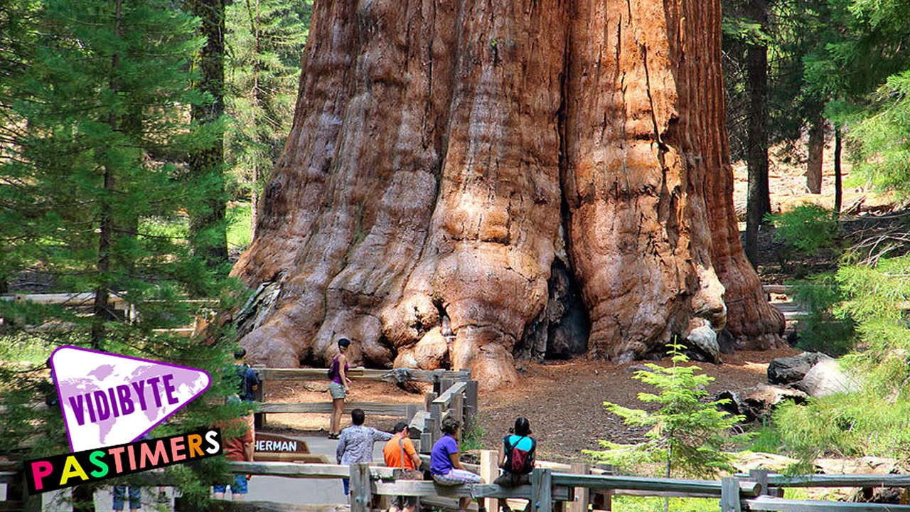 Top 10 Famous and Biggest Trees You Really Should Know YouTube
