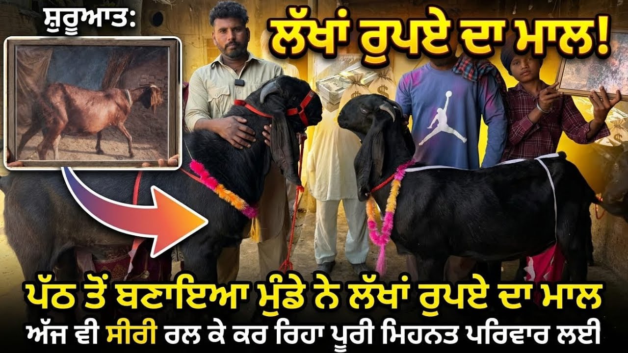 2500 ਦੀ ਖਰੀਦੀ ਪੱਠ ਤੋਂ ਲੱਖਾਂ ਦਾ ਮਾਲ ਬਣ ਗਿਆ ਫਿਰ ਵੀ ਬਾਈ ਕਹਿੰਦਾ ਸੀਰੀ ਰਲਣਾ ਪੈ ਰਿਹਾ ਜਿੰਮੇਵਾਰੀ ਵੱਡੀ ਆ ਸਿਰ 