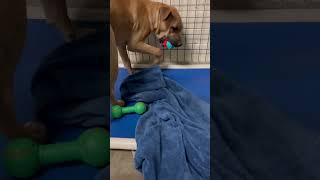 BCSO: Bondable Pup Scrappy