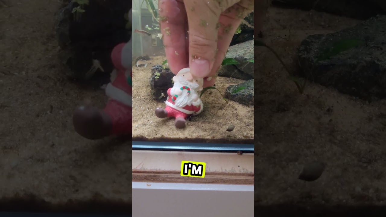 When do you decorate for Christmas? 