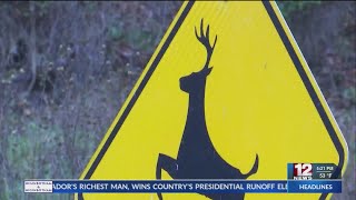 How to avoid deer collisions