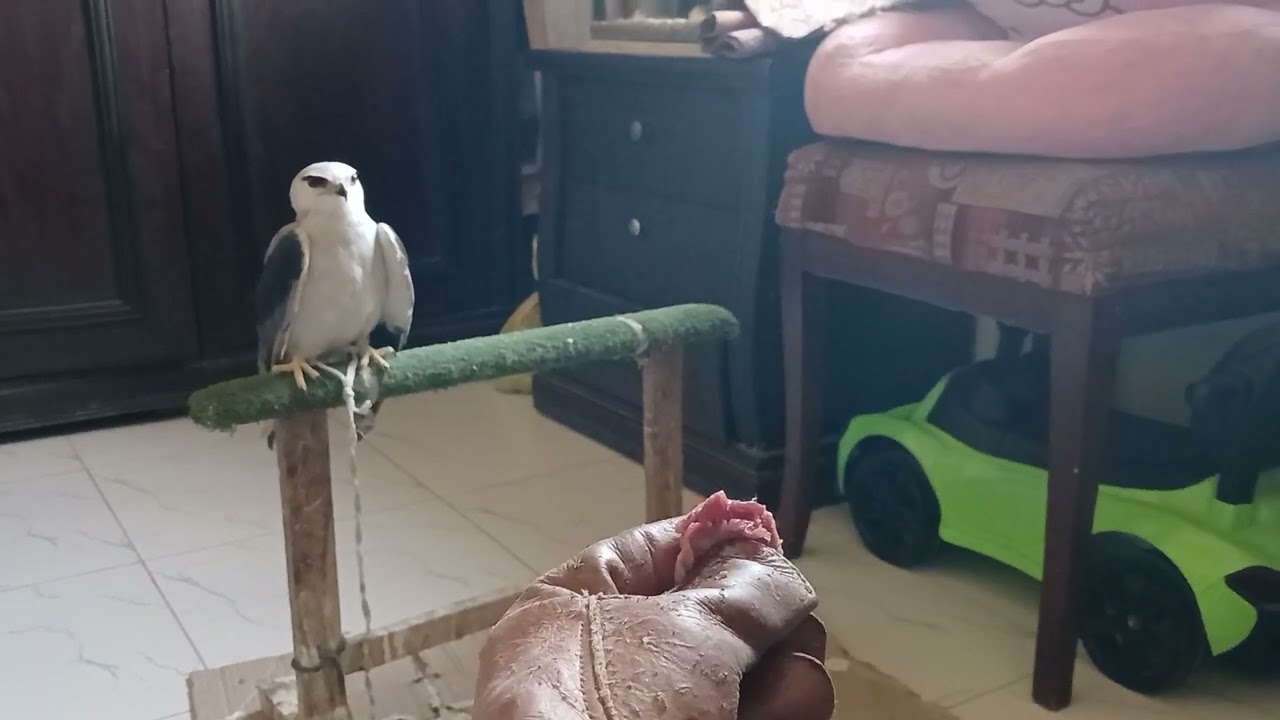 rescued black shouldered kite fist calling response
