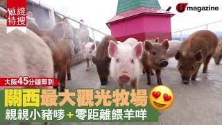 【#短綫特搜】關西最大觀光牧場親親小豬嘜+零距離餵羊咩