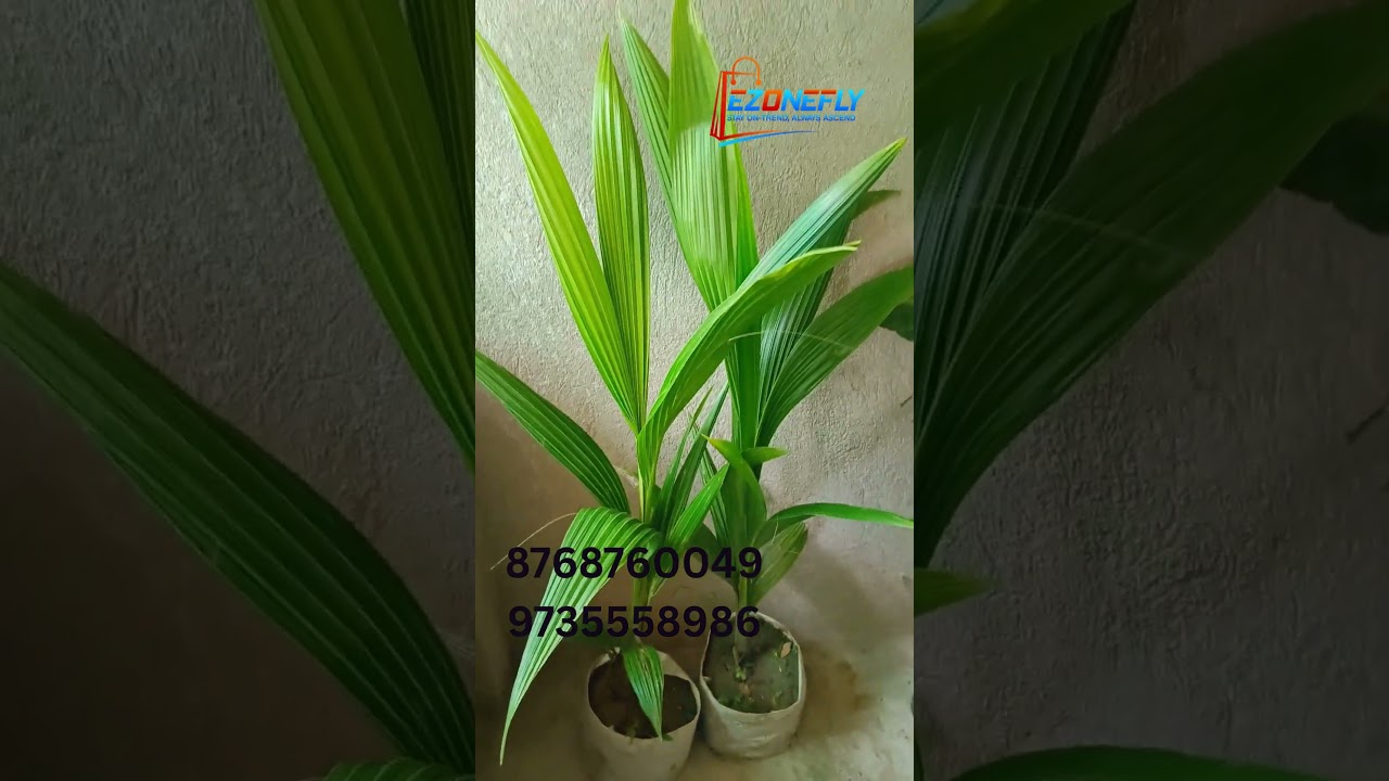 Customer from Moradabad Got FREE Plant Gift 🌱 | EzoneFly Custom Order Highlight 