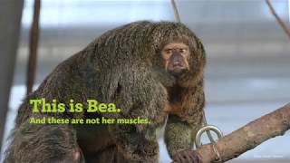 Bea the whitefaced saki