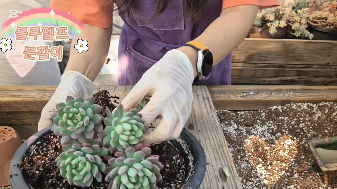 봄맞이 분갈이 #succulent #국민이 #다육이 #묵은둥이 #묵둥이 #식집사#반려식물 #초보다육맘 #힐링