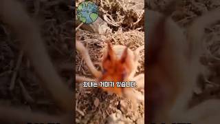 사람을 보면 화내면서 달려오는 거미