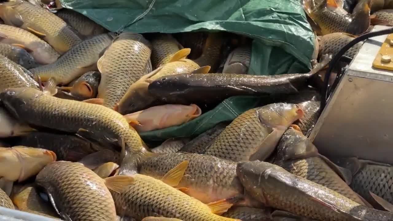 New efforts under way to get rid of carp in Utah Lake