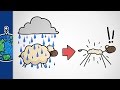 Wool Fiber Properties and Behavior