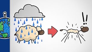 Why Don't Sheep Shrink In The Rain