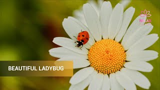 AMBIENT MUSIC 🎵 FOR TOTAL RELAXATION | WITH BEAUTIFUL LADYBUG 🌞🌈❤️ screenshot 2