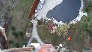 Dead Maple Removal - Whitby