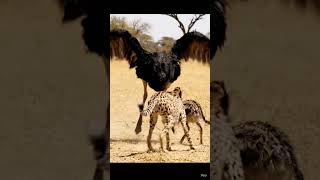 Mother Ostrich &amp; Baby Fight Back! Cheetah Gets Powerful Kicks 😱🦵