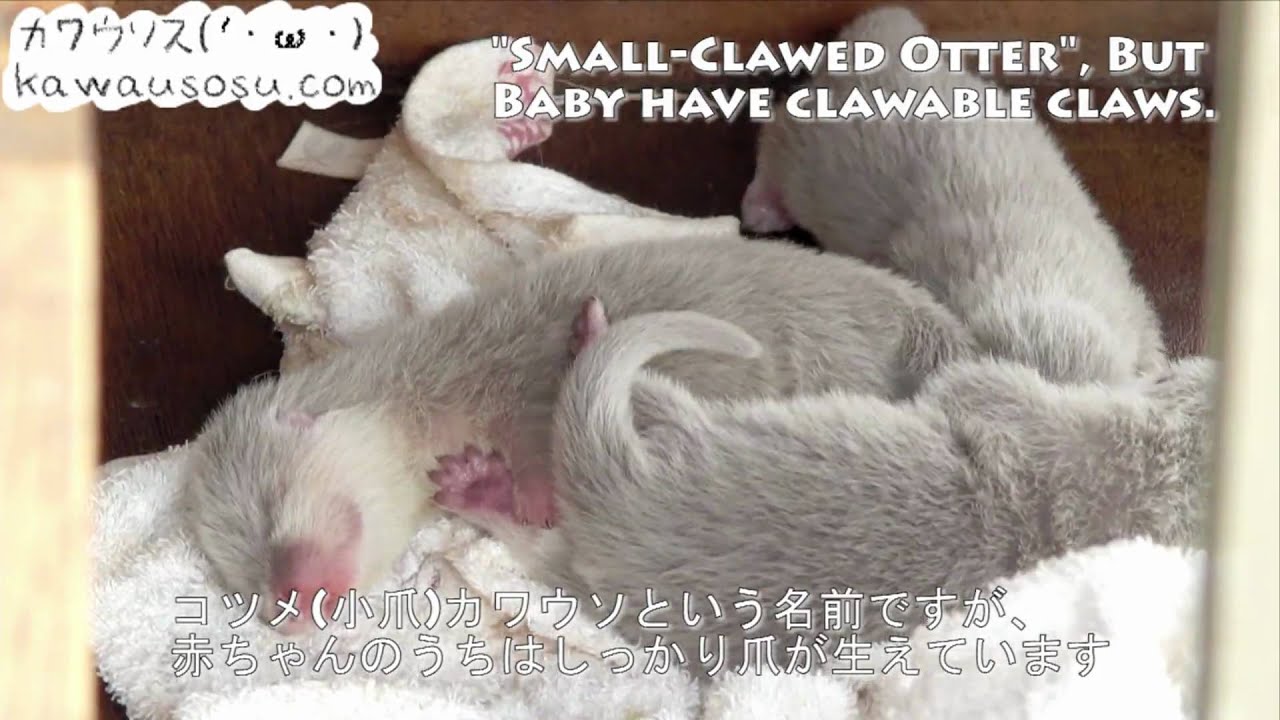 コツメカワウソの赤ちゃん 1日目 Oriental Small Clawed Otter Child Care Day 1 Youtube