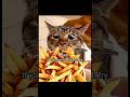 if you want a burger #cat #funny #memes #kitten #cute #funnymemes #hellokitty #foryou #fyp