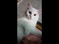 Cuteness Over Load with Cutiepie | Turkish Angora Cat の動画、YouTube動画。