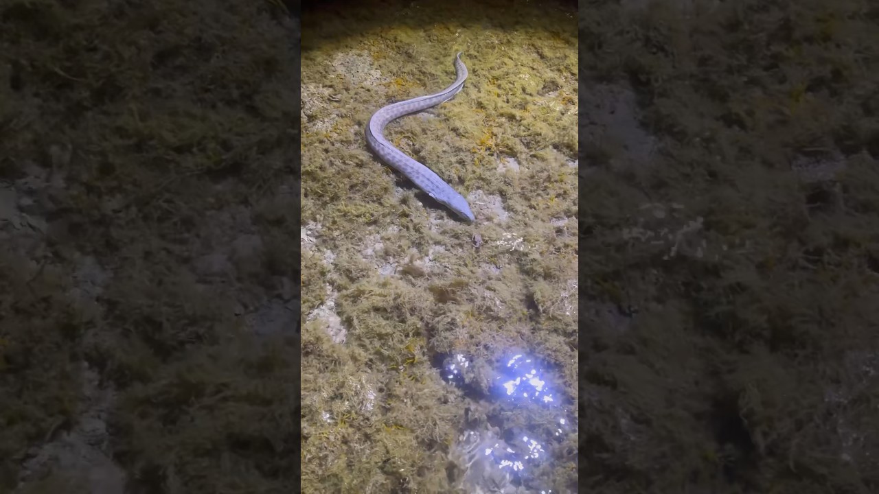 Найден огромный угорь в Тайдпуле
