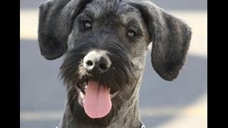 Schnauzer Gigante Cachorro Sal Pimienta