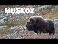 Wild Muskox at Dovrefjell, Norway