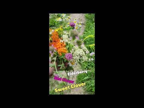 5 Minutes of Foraging Revealed These Hidden Bee Plants (Regenerative Farming)
