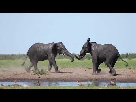 A Self Drive in Mopani  | Kruger National Park | South Africa