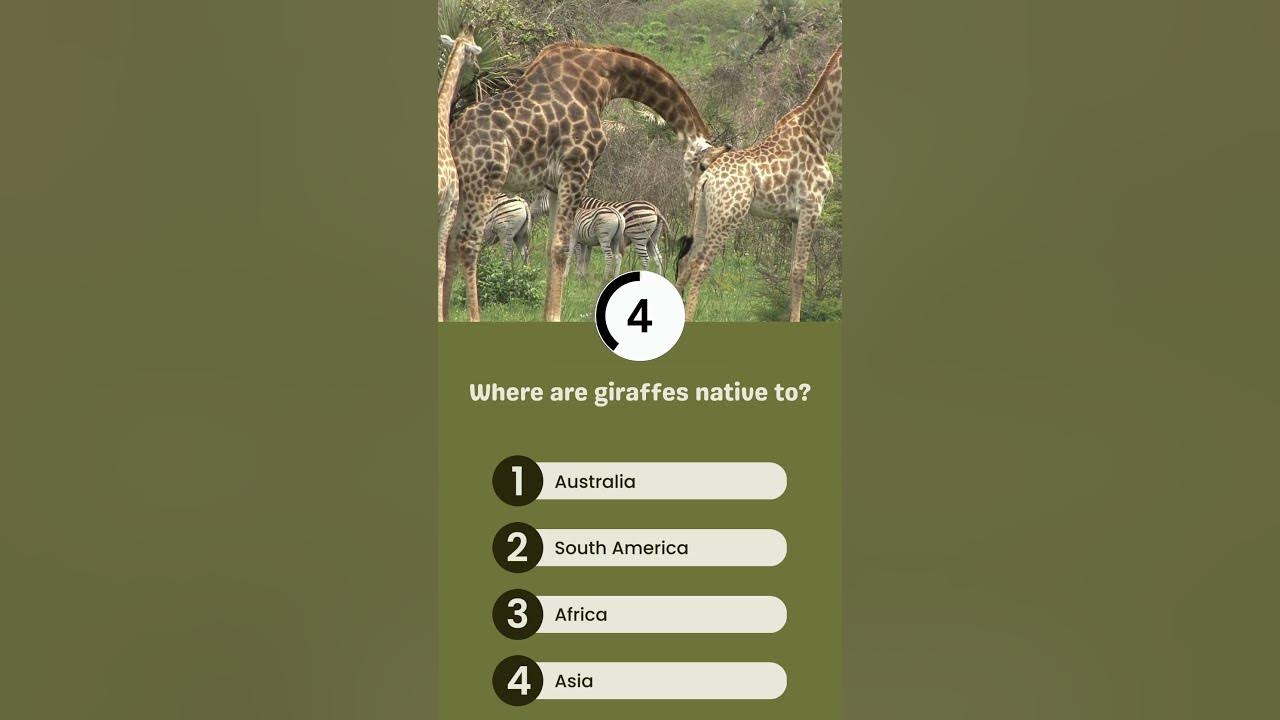 Where are giraffes native to? - YouTube
