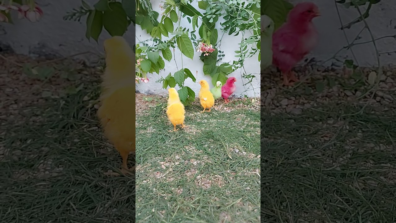 #chicks
