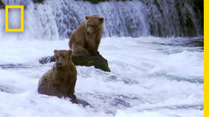 Bear Patrol | Alaska State Troopers