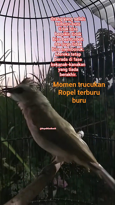 momen trucukan ropel terburu buru. #hobiburung #trucukan #ropelklasikasik