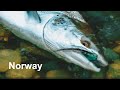 Ловля атлантического лосося в Норвегии / Atlantic Salmon fly fishing in Norway.